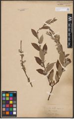 Foto von Salix aurita L. x Salix repens L.